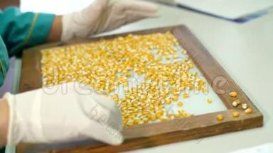 玉米种子的实验室研究.. 不同品种、品种选择玉米样品。 实验室